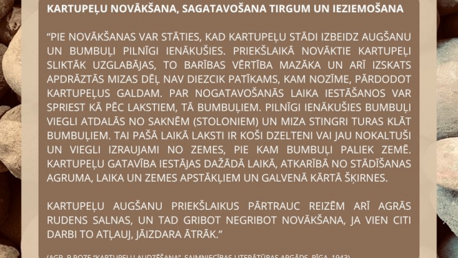 Muzeja izstādes informatīvais stends. Vidū aprakstošā daļa brūnganos toņos par kartupeļu novākšanu, sagatavošanu tirgum un ieziemošanu. Fonā kartupeļi tuvplānā