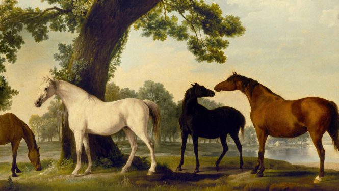 Četri raibi un zīmēti zirgi dabiskā ainavā