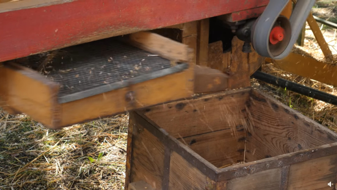 Labības kulšana LLM