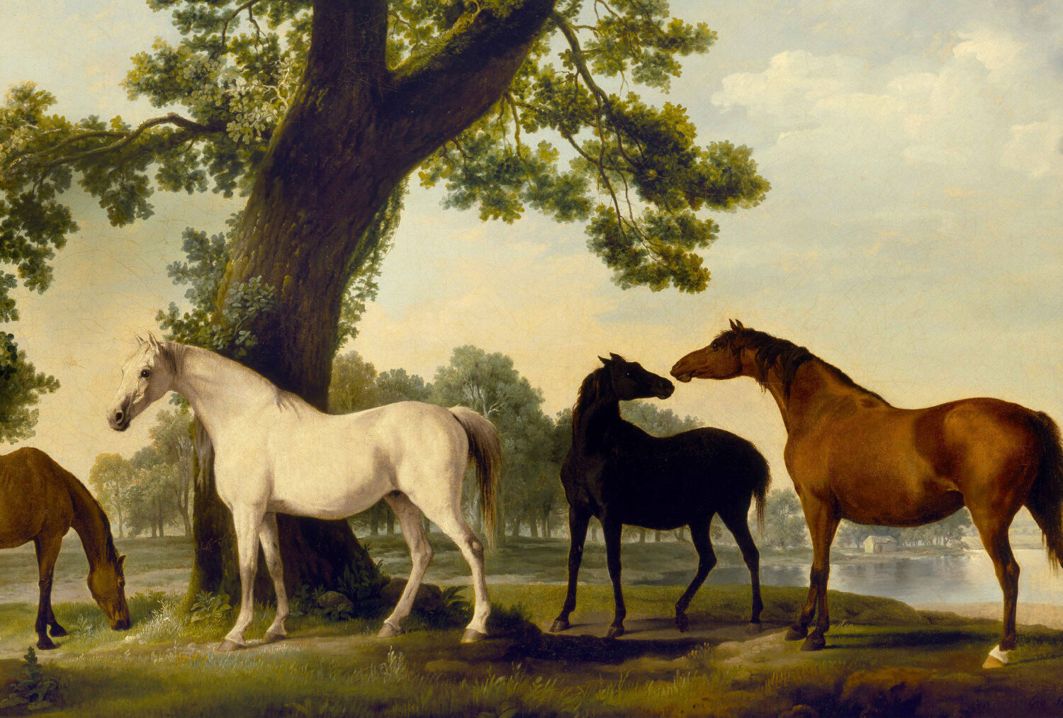 Četri raibi un zīmēti zirgi dabiskā ainavā