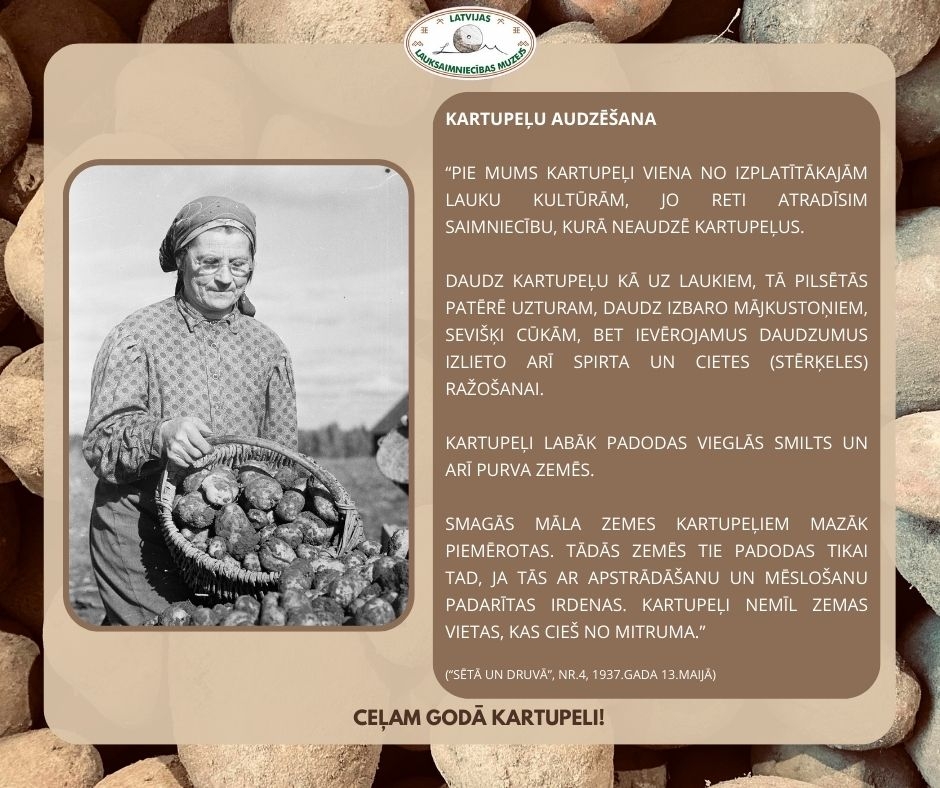 Muzeja izstādes informatīvais stends. Vidū bilde - redzama sieviete, kura no groza ber kartupeļus kaudzē. Otrā aprakstošā daļa par kartupeļu audzēšanu. Fonā kartupeļi tuvplānā