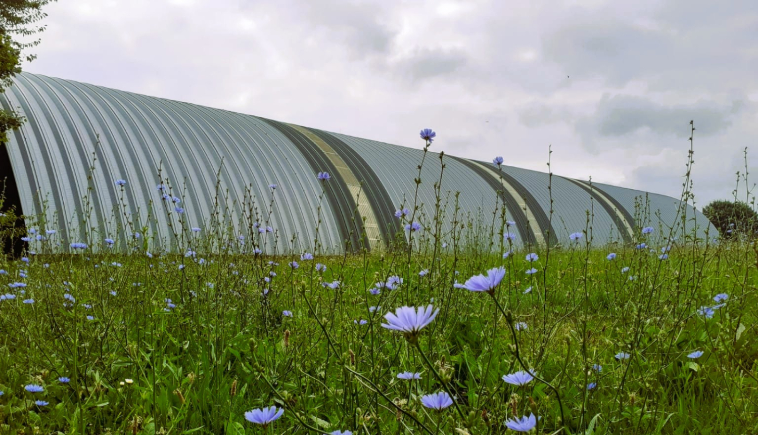 Gaiši zilām puķēm ziedošs lauks pie muzeja krājuma glabātuves
