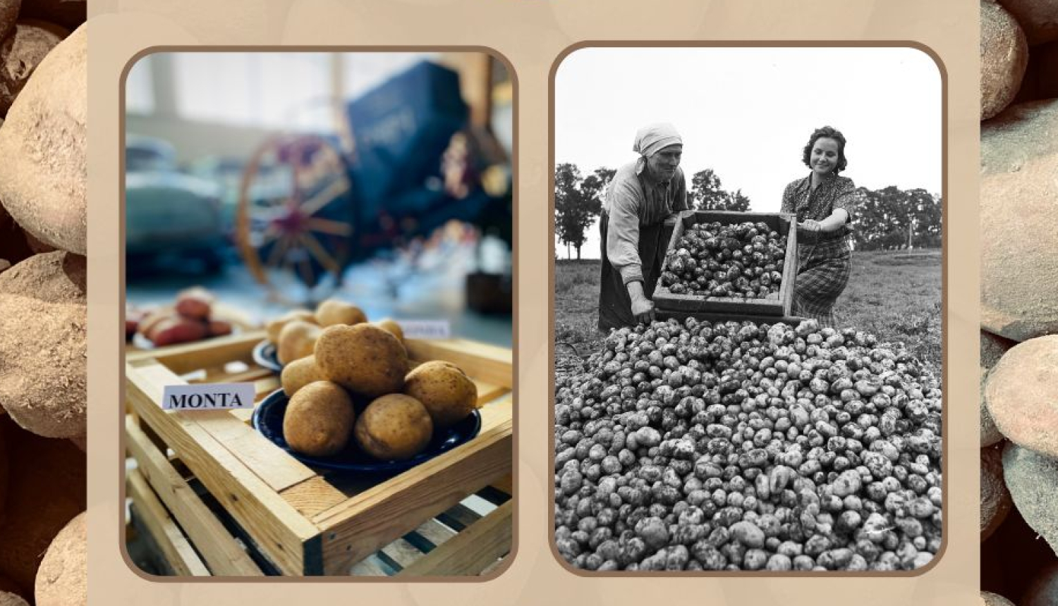 Muzeja izstādes informatīvais stends. Vidū divas bildes. Vienā divas sievietes ber kartupeļus kaudzē, otrā - kartupeļu kaudzītes paraugs uz koka paletes. Fonā kartupeļi tuvplānā