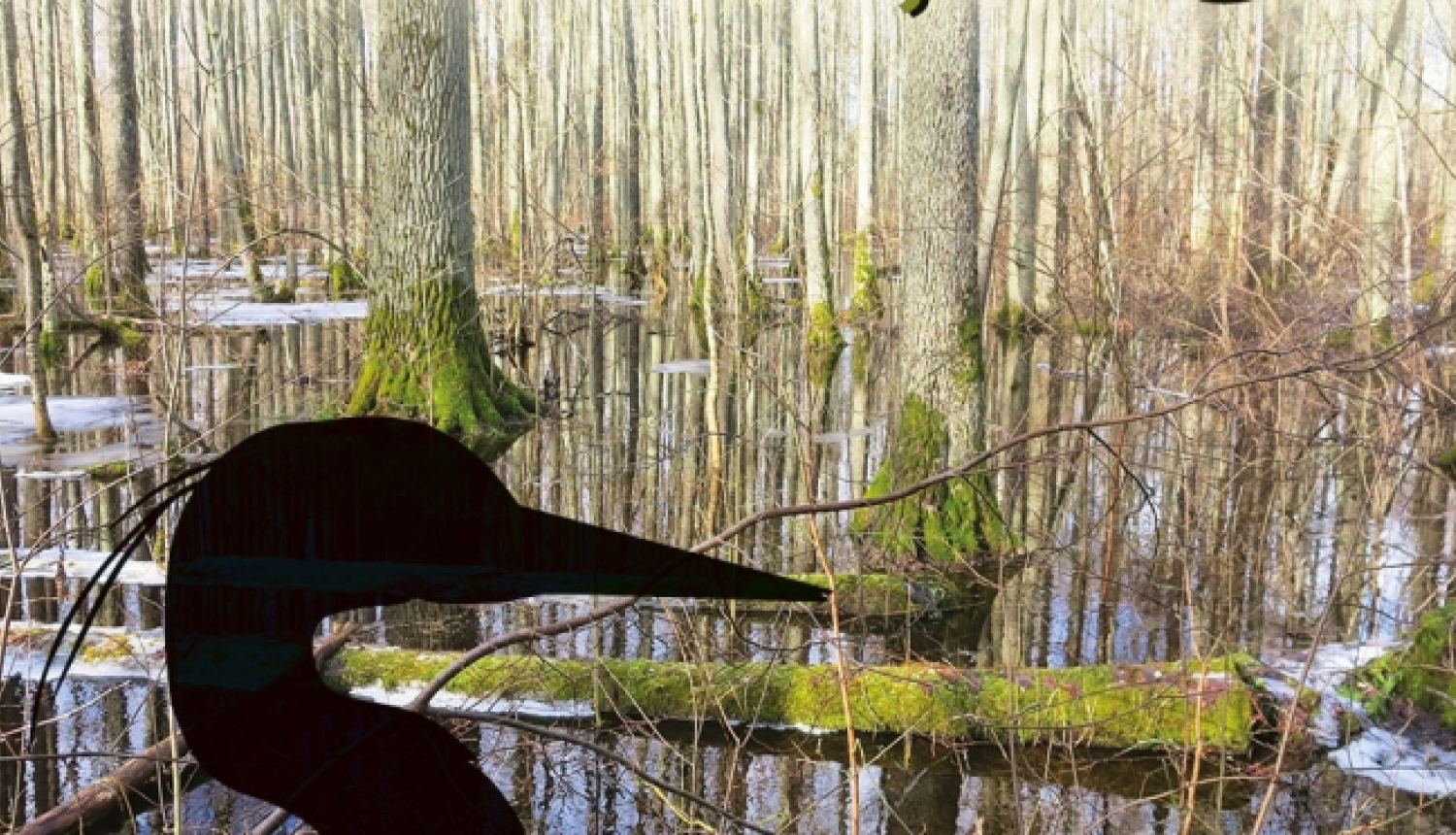 Afiša izstādei - putna ēna, kuram fonā purvaina ainava