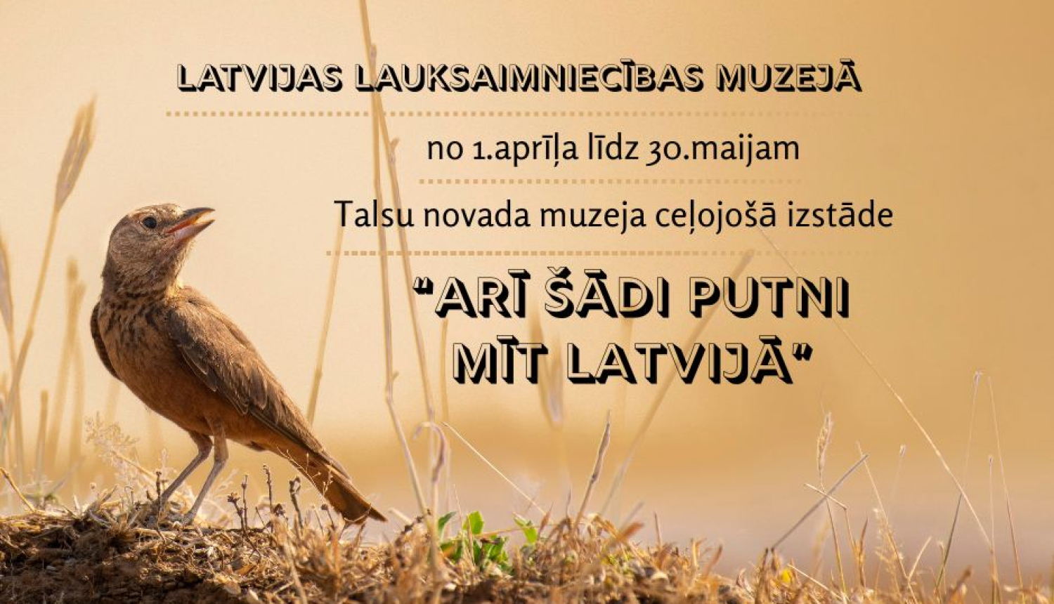 Ceļojošās izstādes “Arī šādi putni mīt Latvijā” plakāts - gaiši brūns putns un pavasarīga, brūngana paugura. Plakāts gaiši brūnos toņos